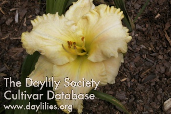 Daylily Grace and Grandeur